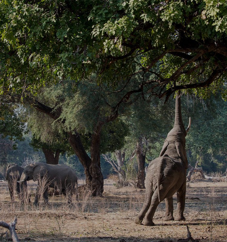 Mana Pools National Park